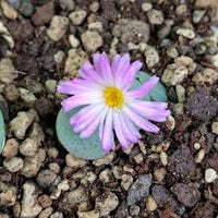 Conophytum Flower seeds for Planting - Long Bloom Season, Heirloom & GMO Free Seeds for Home Garden