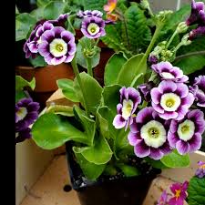 Violet Primula Flower seeds for Planting - Long Bloom Season, Heirloom & GMO Free Seeds for Home Garden
