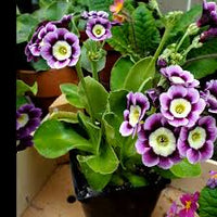 Violet Primula Flower seeds for Planting - Long Bloom Season, Heirloom & GMO Free Seeds for Home Garden