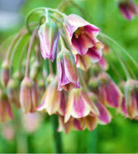 Nectaroscordum Flower seeds for Planting - Fragrant Blossoms, Heirloom & GMO Free Seeds for Home Garden