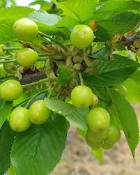 Light Green and Red Cherry Fruit Seeds for Planting