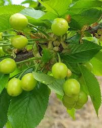 Light Green and Red Cherry Fruit Seeds for Planting