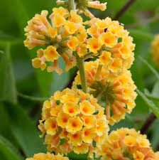Buddleia Weyeriana Flower seeds for Planting - Premium Quality, Heirloom & GMO Free Seeds for Home Garden