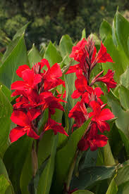 Indica Flower seeds for Planting Hardy Variety Heirloom & GMO Free Seeds for Home Garden