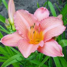 Pink White Hemerocallis Flower seeds for Planting Seasonal Bloomer Heirloom & GMO Free Seeds for Home Garden
 
 Sale