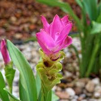 Curcuma Flower seeds for Planting Cottage Garden Essential Heirloom & GMO Free Seeds for Home Garden 
 
 Sale