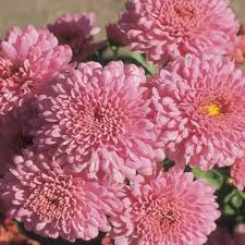 Baby Pink Chrysanthemum Flower seeds for Planting - Pollinator Friendly, Heirloom & GMO Free Seeds for Home Garden