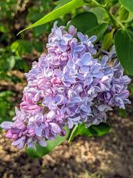 Lilac Flower seeds for Planting - Compact Growth, Heirloom & GMO Free Seeds for Home Garden