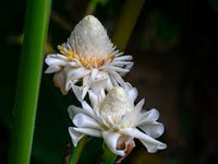 White Etlingera Elatior Flower Seeds for Planting Easy to Grow Heirloom & GMO Free Seeds for Home Garden
 
 Sale