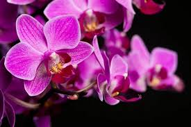 White Violet Butterfly Orchid Flower seeds for Planting - Easy to Grow, Heirloom & GMO Free Seeds for Home Garden