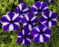 White Blue Star Petunia Flower seeds for Planting - Vibrant Colors, Heirloom & GMO Free Seeds for Home Garden