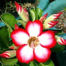 Red White Adenium Obesum Flower seeds for Planting Premium Quality Heirloom & GMO Free Seeds for Home Garden