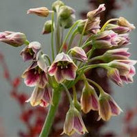 Nectaroscordum Flower seeds for Planting - Fragrant Blossoms, Heirloom & GMO Free Seeds for Home Garden