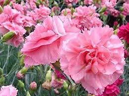 Pink Carnation Dianthus Caryophyllus Seeds for Planting Premium Quality Heirloom & GMO Free Seeds for Home Garden
 
 Sale
