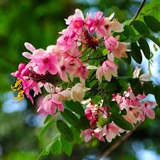 Javanica Flower seeds for Planting - Fragrant Blossoms, Heirloom & GMO Free Seeds for Home Garden