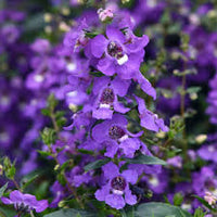Bicolor Flower seeds for Planting - Drought Tolerant, Heirloom & GMO Free Seeds for Home Garden