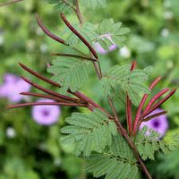 Mimosa Pudica Seeds For Planting: Sensitive Plant Flower