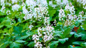 Green Tiarella Flower seeds for Planting - Compact Growth, Heirloom & GMO Free Seeds for Home Garden