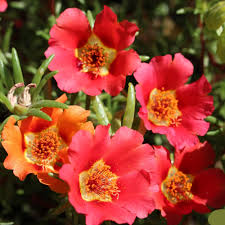 Red Calandrinia Flower seeds for Planting - Cottage Garden Essential, Heirloom & GMO Free Seeds for Home Garden