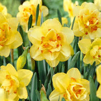 Light Yellow Narcissus Flower seeds for Planting - Colorful Display, Heirloom & GMO Free Seeds for Home Garden