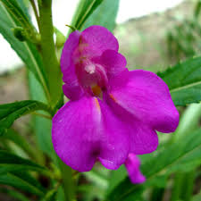Purple Impatiens Balsamina Flower Seeds for Easy Planting