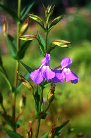Mimulus Purple Monkey Flower Seeds for Colorful Shade Gardens