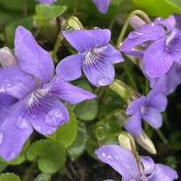 Pink Blue Mini Violet Flower Seeds for Planting Cottage Garden Essential Heirloom & GMO Free Seeds for Home Garden
 
 Sale