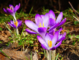 Purple Landscape Autumn Flower seeds for Planting - Drought Tolerant, Heirloom & GMO Free Seeds for Home Garden