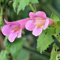 Pink Asarina Flower seeds for Planting - Bright Blooms, Heirloom & GMO Free Seeds for Home Garden