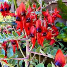 Swainsona Flower seeds for Planting Fragrant Blossoms Heirloom & GMO Free Seeds for Home Garden