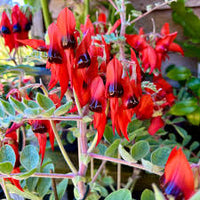 Swainsona Flower seeds for Planting Fragrant Blossoms Heirloom & GMO Free Seeds for Home Garden