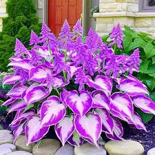 Hosta Perennial Flower seeds for Planting Premium Quality Heirloom & GMO Free Seeds for Home Garden