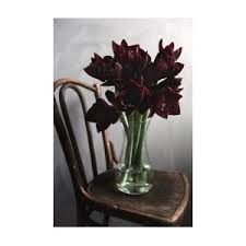 Black Amaryllis Flower seeds for Planting Wildflower Mix Heirloom & GMO Free Seeds for Home Garden
Sale