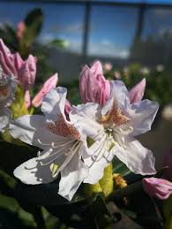 White Pink Rhododendron Flower Seeds for Planting Sun Loving Heirloom & GMO Free Seeds for Home Garden
 
 Sale