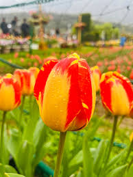 Yellow Pink Tulip Flower seeds for Planting - Wildflower Mix, Heirloom & GMO Free Seeds for Home Garden