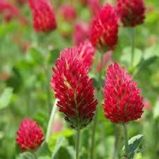 Red Crimson Flower seeds for Planting - Vibrant Colors, Heirloom & GMO Free Seeds for Home Garden
