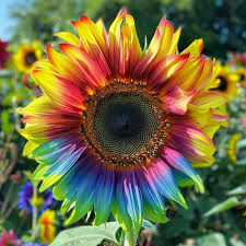 Rainbow Sunflower Planting Seeds  Brighten Your Garden