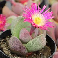 Pleiospilos Nelii Flower seeds for Planting - Cottage Garden Essential, Heirloom & GMO Free Seeds for Home Garden