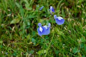Blue Utricularia Flower seeds for Planting - Seasonal Bloomer, Heirloom & GMO Free Seeds for Home Garden