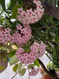 Light Violet Hoya Carnosa Flower Seeds for Planting Bright Blooms Heirloom & GMO Free Seeds for Home Garden
 
 Sale