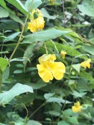 Yellow Impatiens Flower seeds for Planting - Cut Flower Favorite, Heirloom & GMO Free Seeds for Home Garden