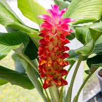 Red Curcuma Aeruginosa Flower seeds for Planting - Hardy Variety, Heirloom & GMO Free Seeds for Home Garden