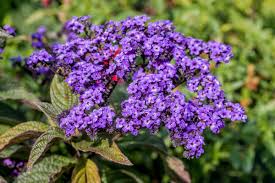 Heliotrope Blue Flower Seeds for Planting | Beautiful Fragrant Blooms