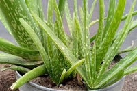 Edible Aloe Vera Flower seeds for Planting - Colorful Display, Heirloom & GMO Free Seeds for Home Garden