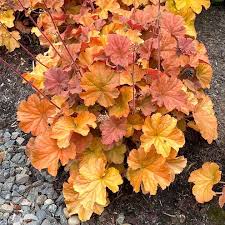 Orange Heuchera Flower seeds for Planting - Long Bloom Season, Heirloom & GMO Free Seeds for Home Garden