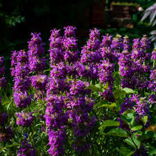 Lavender Lemon Mint Flower seeds for Planting - Low Maintenance, Heirloom & GMO Free Seeds for Home Garden