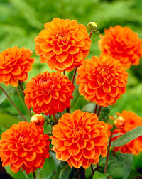Dark Orange Dahlia Flower Seeds for Planting Wildflower Mix Heirloom & GMO Free Seeds for Home Garden
 
 Sale