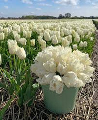 White & Green Tulip Flower Seeds For Planting
