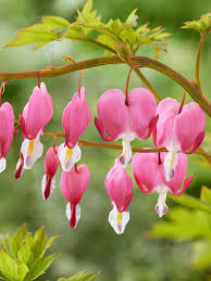 Light Pink Heart Flower Seeds for Planting Low Maintenance Heirloom & GMO Free Seeds for Home Garden
 
 Sale