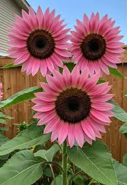 Pink Sunflower Flower seeds for Planting - Perfect for Borders, Heirloom & GMO Free Seeds for Home Garden
